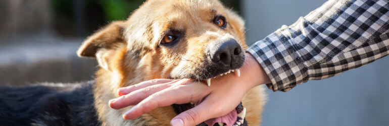 dog-bite